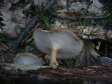 Polyporus ciliatus image