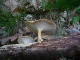 Polyporus ciliatus image