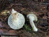 Lactarius griseus image
