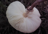 Leucoagaricus americanus image