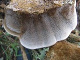 Coriolopsis gallica image