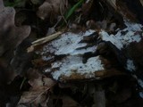 Subulicystidium longisporum image