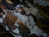 Subulicystidium longisporum image
