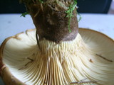 Tapinella atrotomentosa image