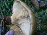 Tapinella atrotomentosa image