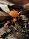 Marasmius sullivantii image