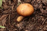 Melanoleuca cognata image