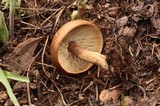 Melanoleuca cognata image