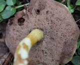 Austroboletus gracilis image