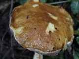 Austroboletus gracilis image