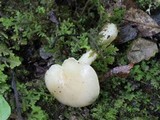 Hygrophorus eburneus image