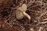 Melanoleuca angelesiana image