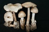 Amanita whetstoneae image