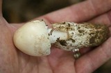 Amanita whetstoneae image