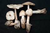 Amanita whetstoneae image