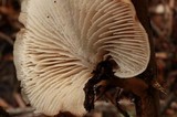 Lentinellus montanus image