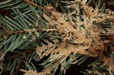 Cylindrobasidium corrugum image