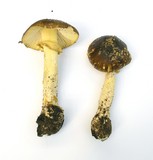 Amanita augusta image