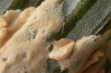 Cylindrobasidium corrugum image