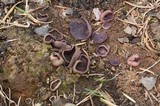 Peziza violacea image