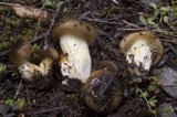 Hygrophorus hypothejus image