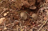 Arrhenia obscurata image
