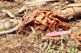 Gyromitra gigas image