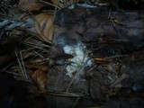 Phanerochaete sanguinea image