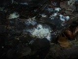 Phanerochaete sanguinea image