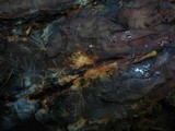 Phanerochaete sanguinea image