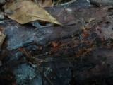 Phanerochaete sanguinea image