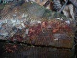 Phanerochaete sanguinea image