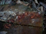 Phanerochaete sanguinea image