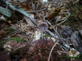 Mycena purpureofusca image