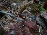 Mycena purpureofusca image