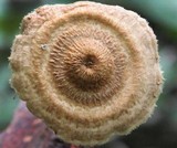Crinipellis zonata image