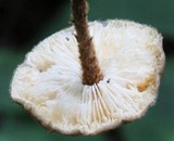 Crinipellis zonata image