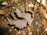 Peziza phyllogena image