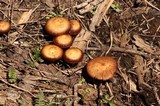 Pachylepyrium carbonicola image