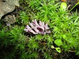 Clavaria zollingeri image