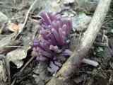 Clavaria zollingeri image