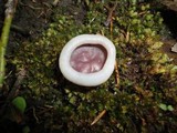 Peziza tenacella image