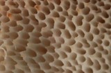 Oligoporus leucospongia image