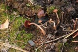 Psilocybe merdaria image