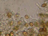 Psilocybe merdaria image
