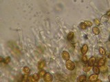 Psilocybe merdaria image