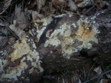 Radulomyces confluens image
