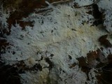 Phanerochaete sordida image