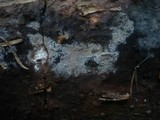 Tomentella sublilacina image