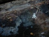 Tomentella sublilacina image